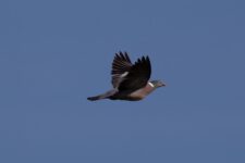 Pigeon_Ramier-06