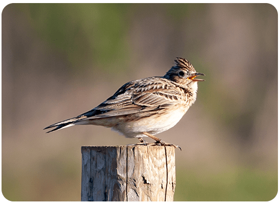 Skylark