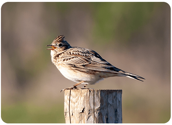 Skylark