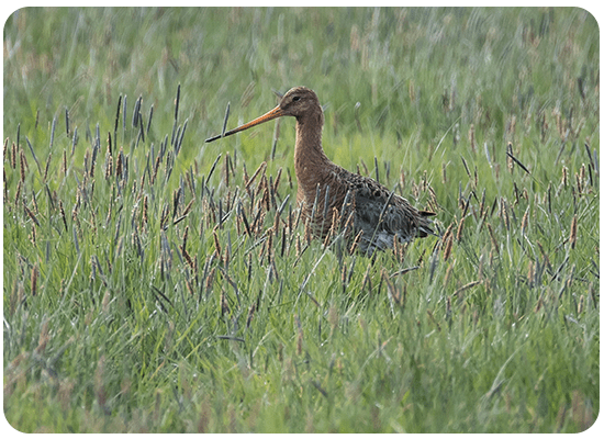 Black-tailed Godwit