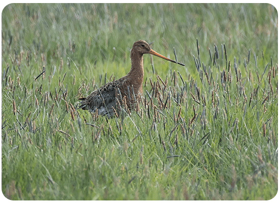 Black-tailed Godwit