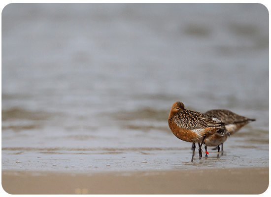 Bar-tailed Godwit