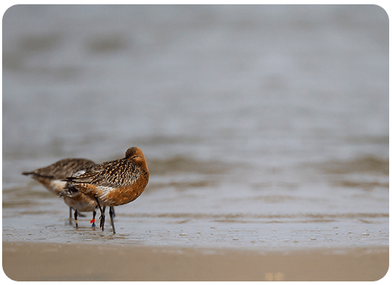 Bar-tailed Godwit