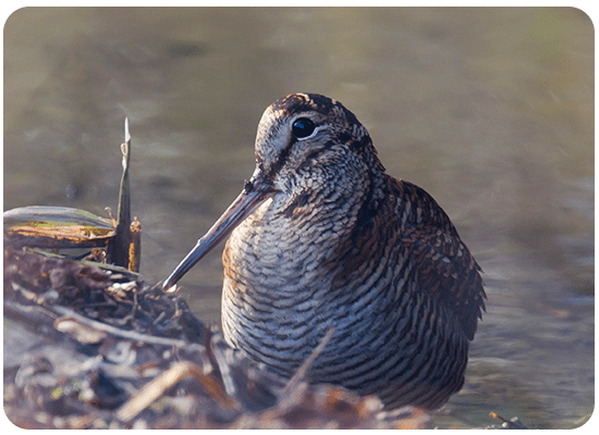 Woodcock