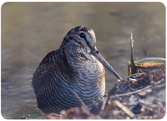 Woodcock