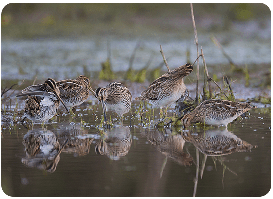 Common Snipe