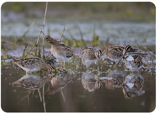 Common Snipe