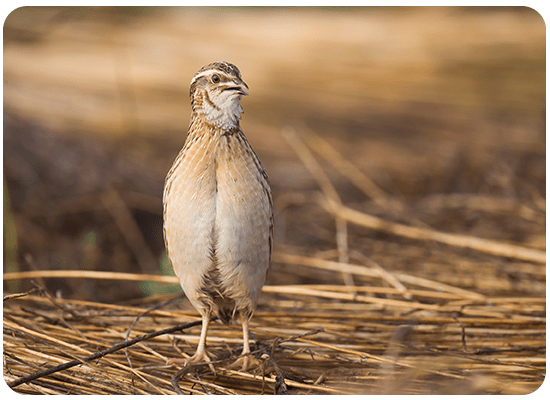 Common Quail