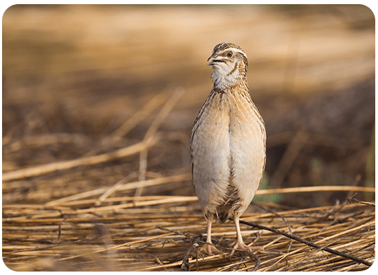 Common Quail