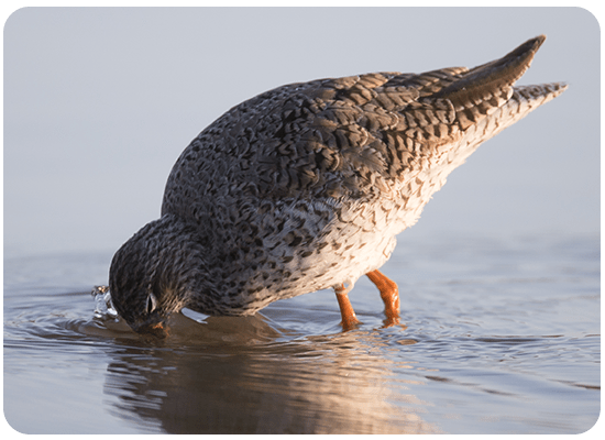 Common Redshank