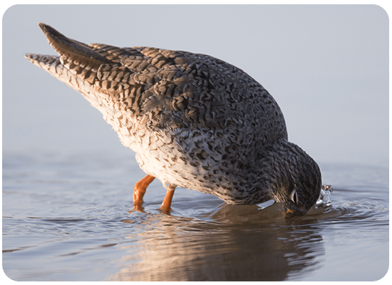 Common Redshank