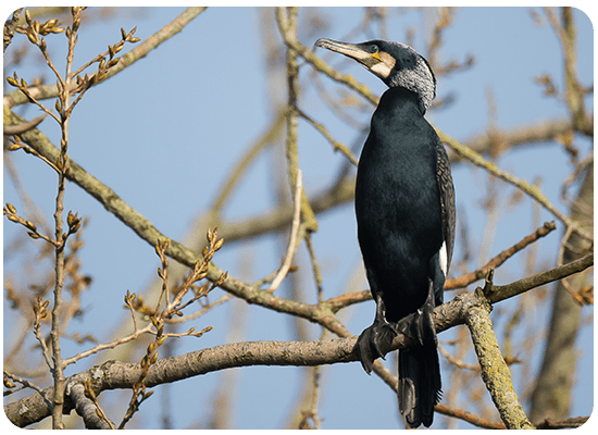 Cormorant