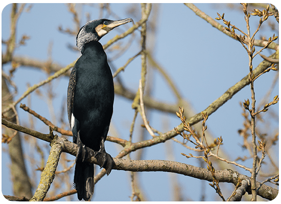 Cormorán