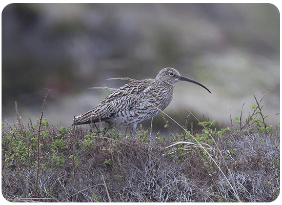 Eurasian Curlew