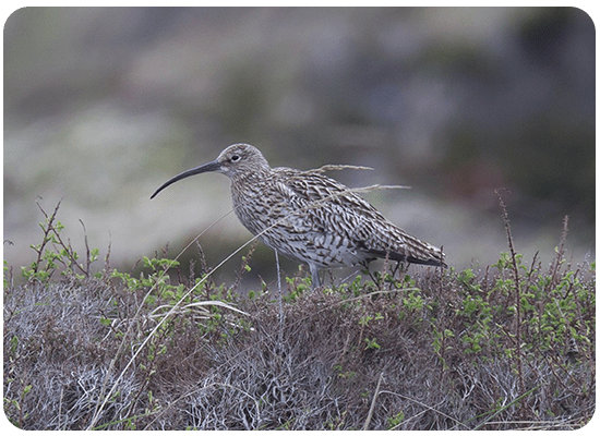 Eurasian Curlew