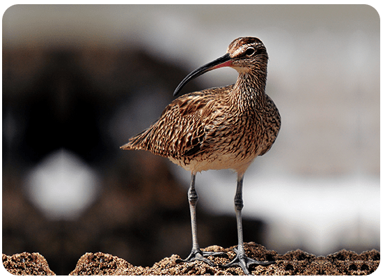 Eurasian Whimbrel