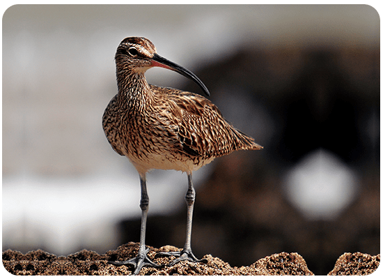 Eurasian Whimbrel