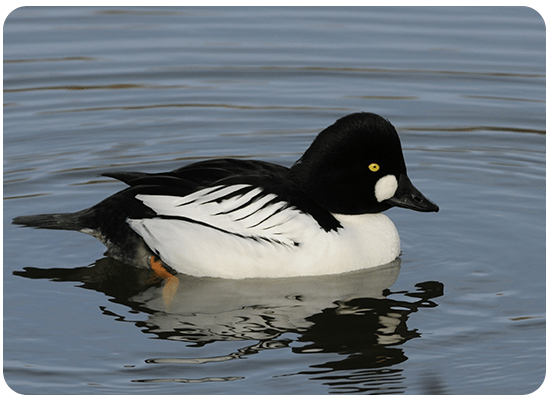 Bufflehead