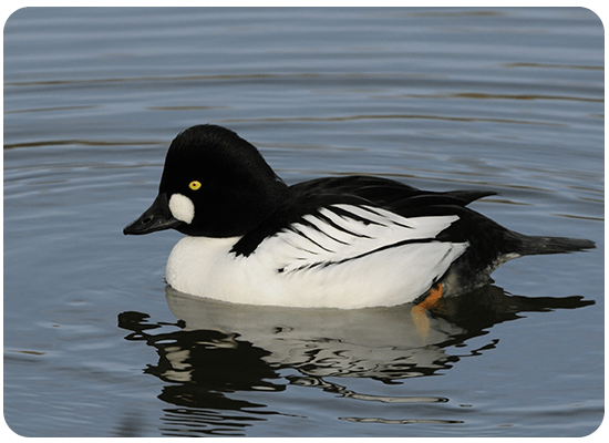 Bufflehead