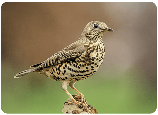 Mistle Thrush