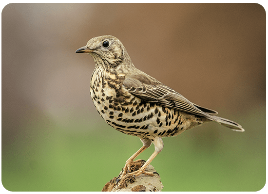 Mistle Thrush