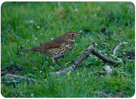 Song Thrush