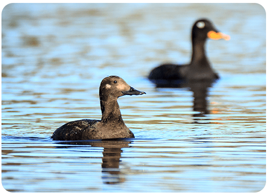 Velvet Scoter