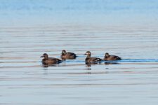 The,Velvet,Scoter,(melanitta,Fusca),,Also,Called,A,Velvet,Duck,