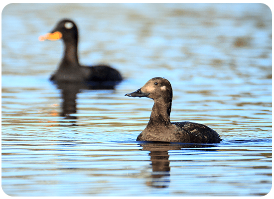 Velvet Scoter