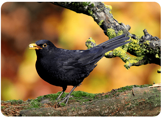 Blackbird