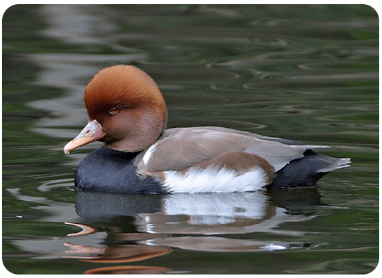 Red-crested Pochard