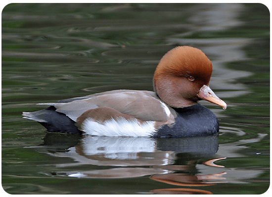 Red-crested Pochard