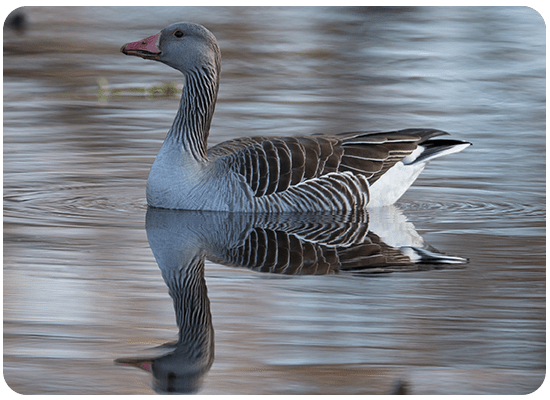 Greylag Goose