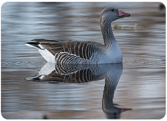 Greylag Goose