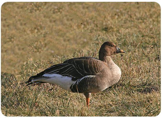 Ánsar campestre