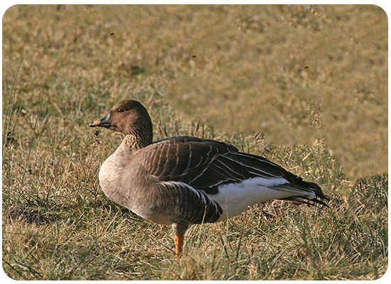 Oca granaiola della taiga