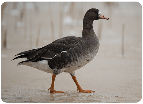 Greater White-fronted Goose