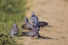 pigeon-colombin-7