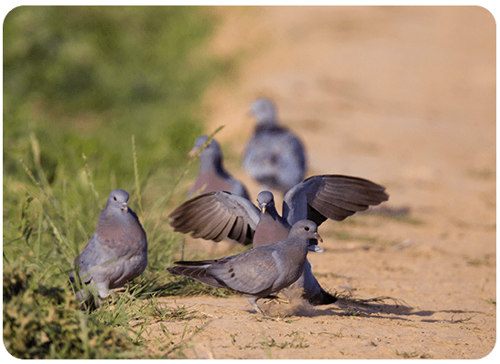 Pigeon Colombin