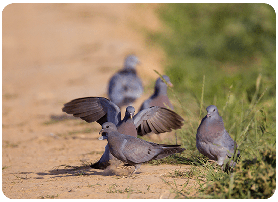 Pigeon Colombin