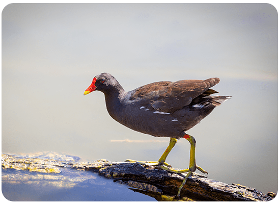 Common Moorhen