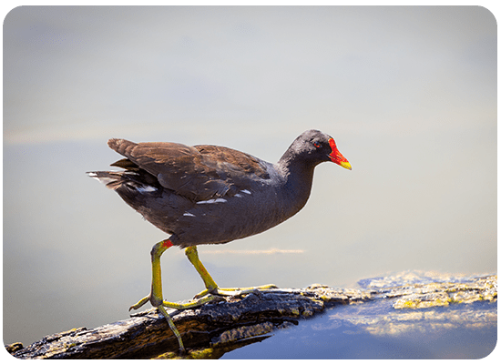 Common Moorhen