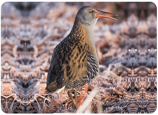 Water Rail