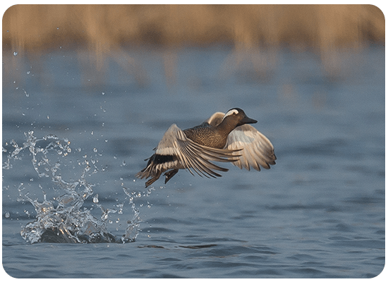 Garganey