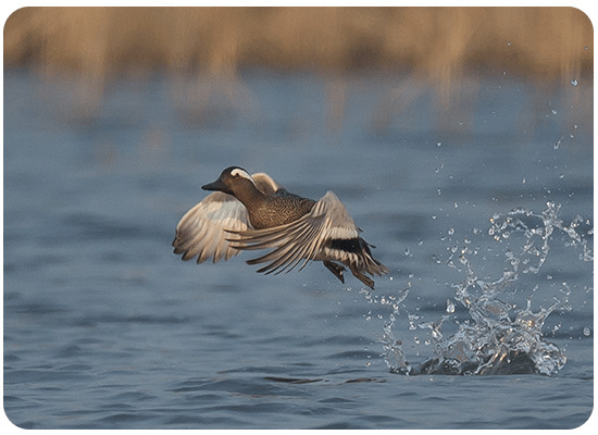 Garganey