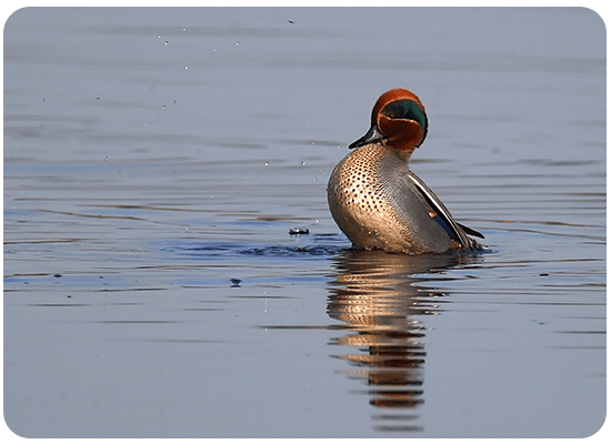 Eurasian Teal