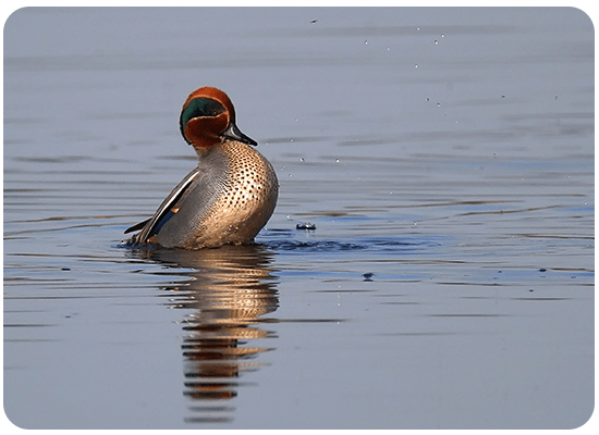 Eurasian Teal