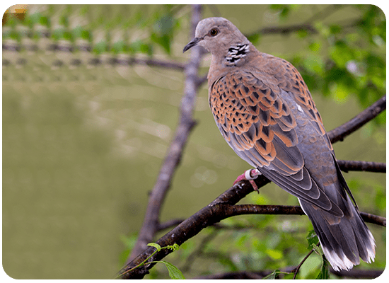 Turtle Dove