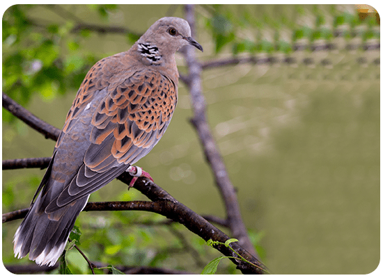 Turtle Dove