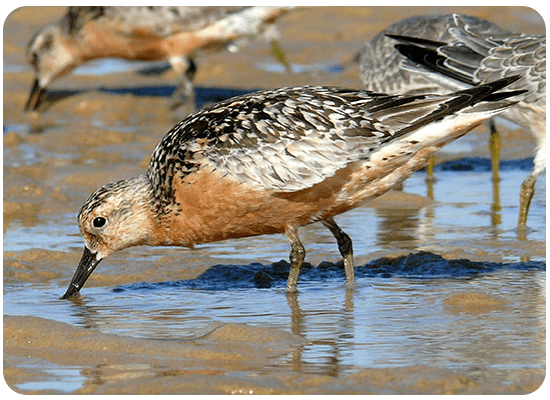 Bécasseau Maubèche